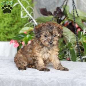 Reeses, Yorkie Poo Puppy